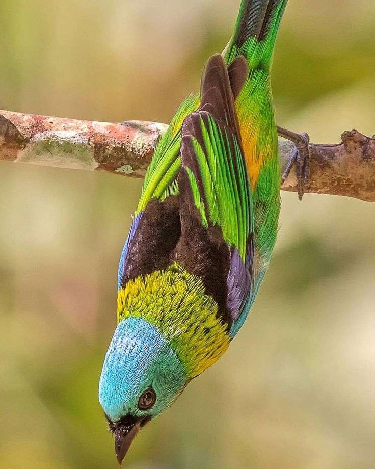Kolorowy ptaszek na gałęzi puzzle online
