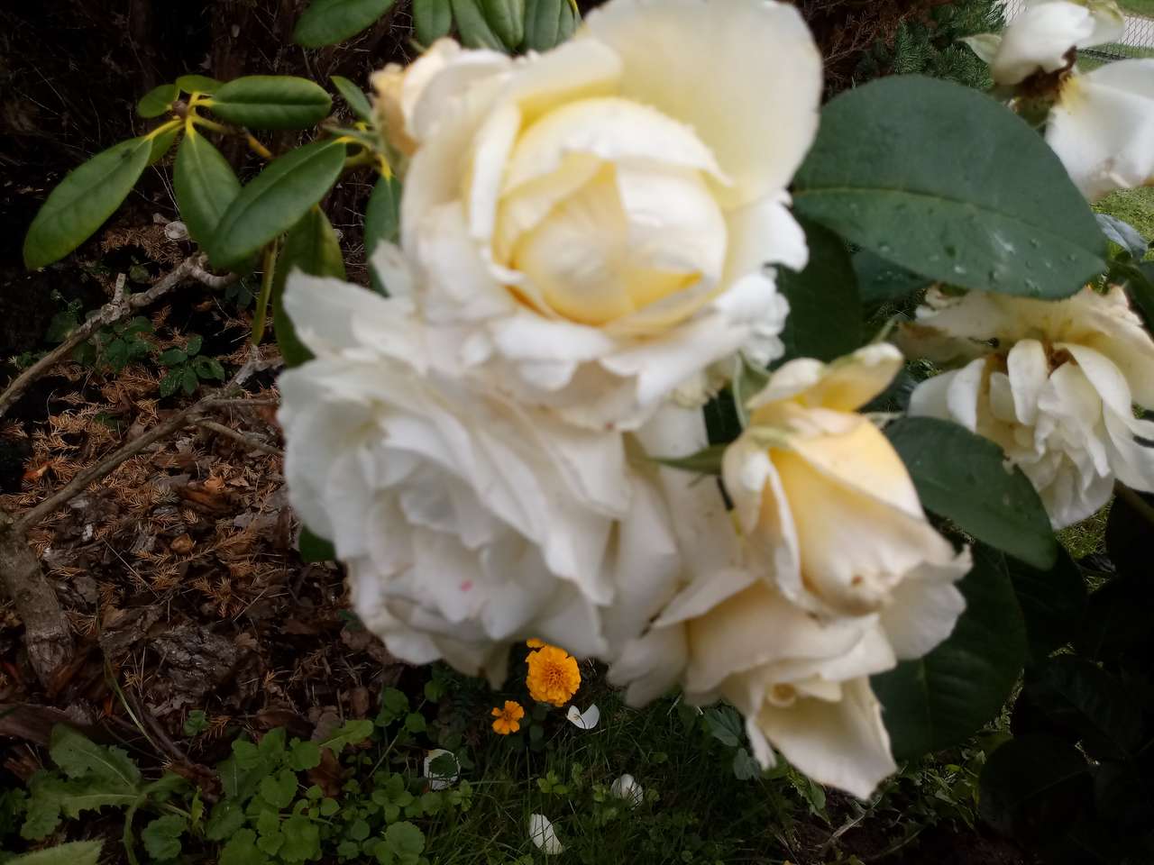 białe róże puzzle online