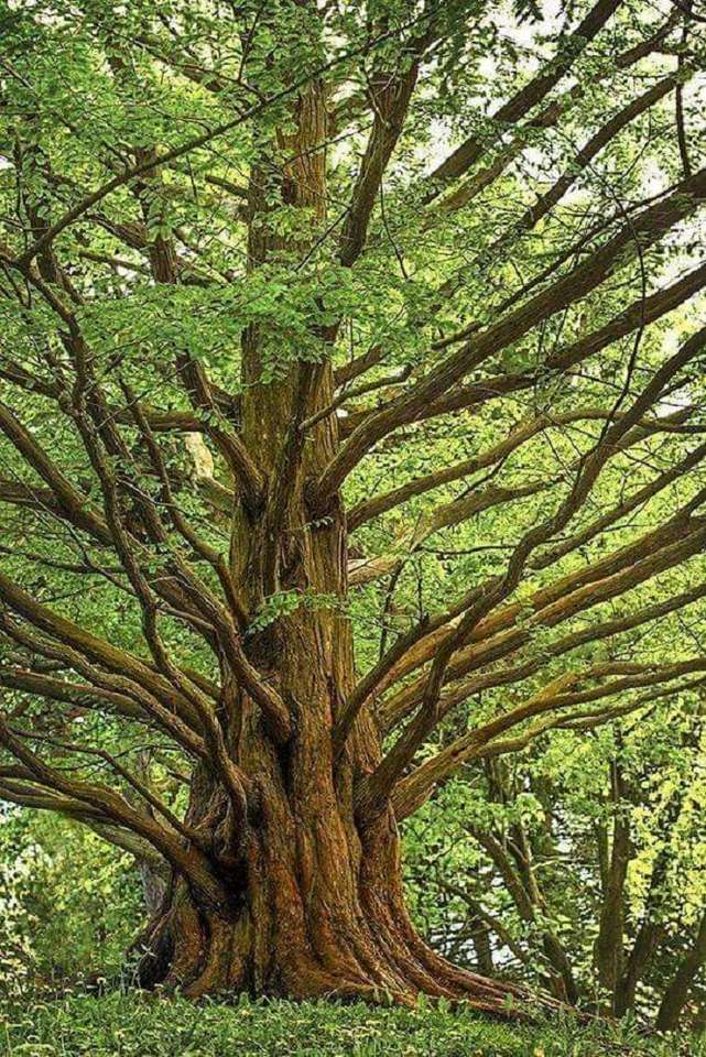 stare drzewo w lesie puzzle online