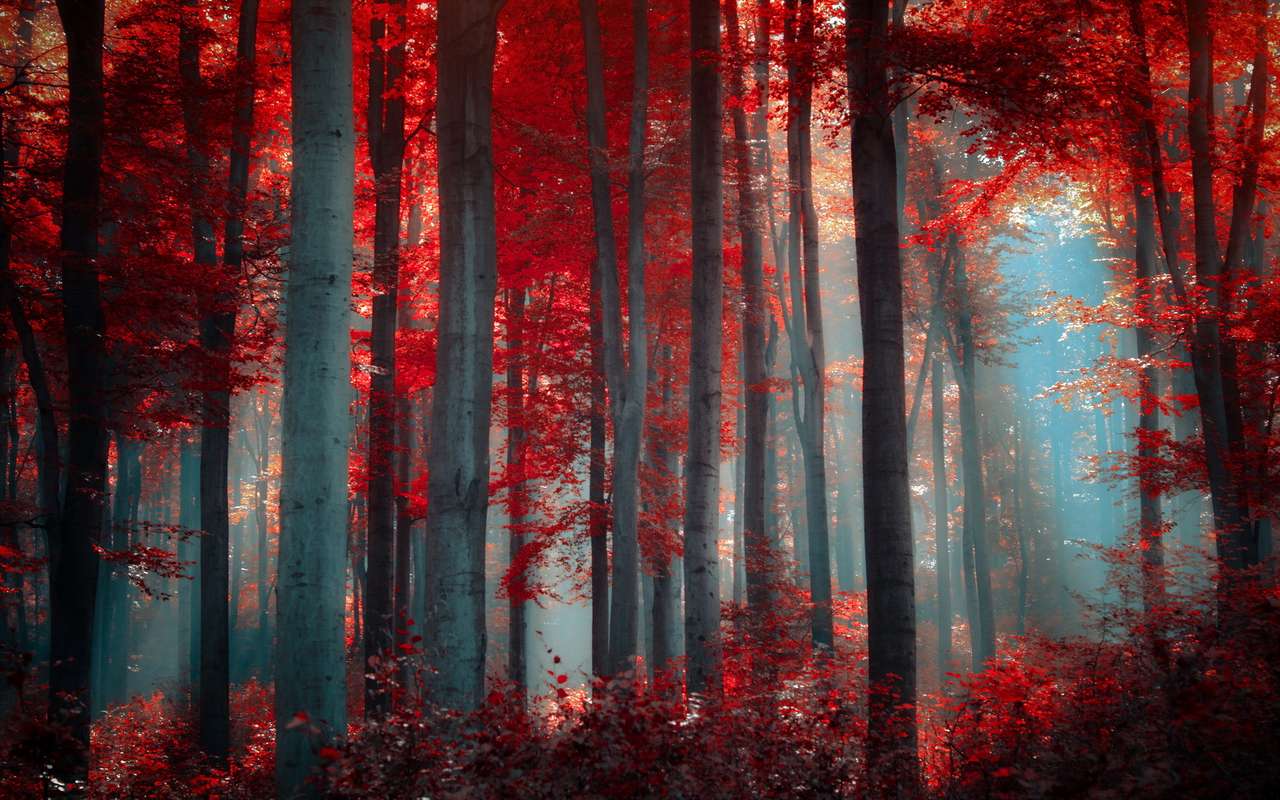 Crimson forest puzzle online