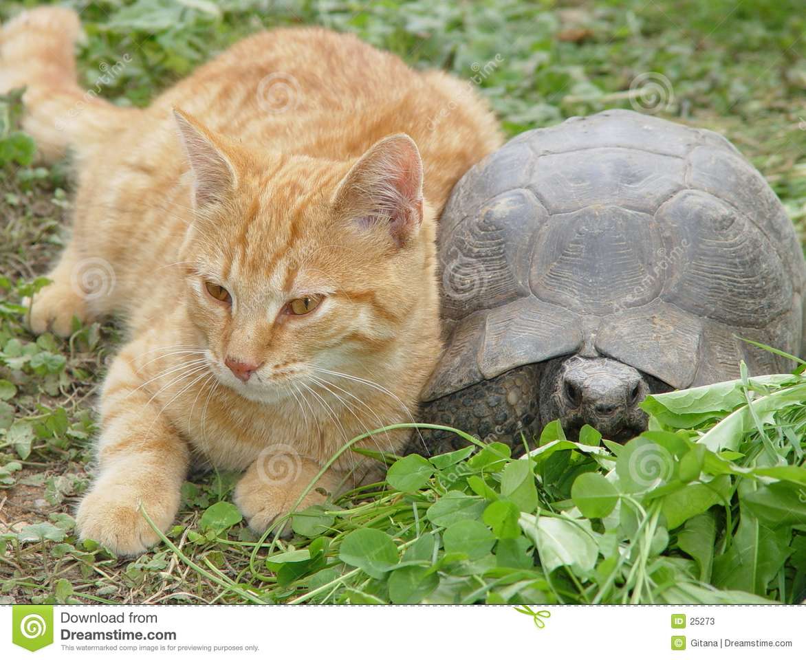 kot z żółwiem puzzle online