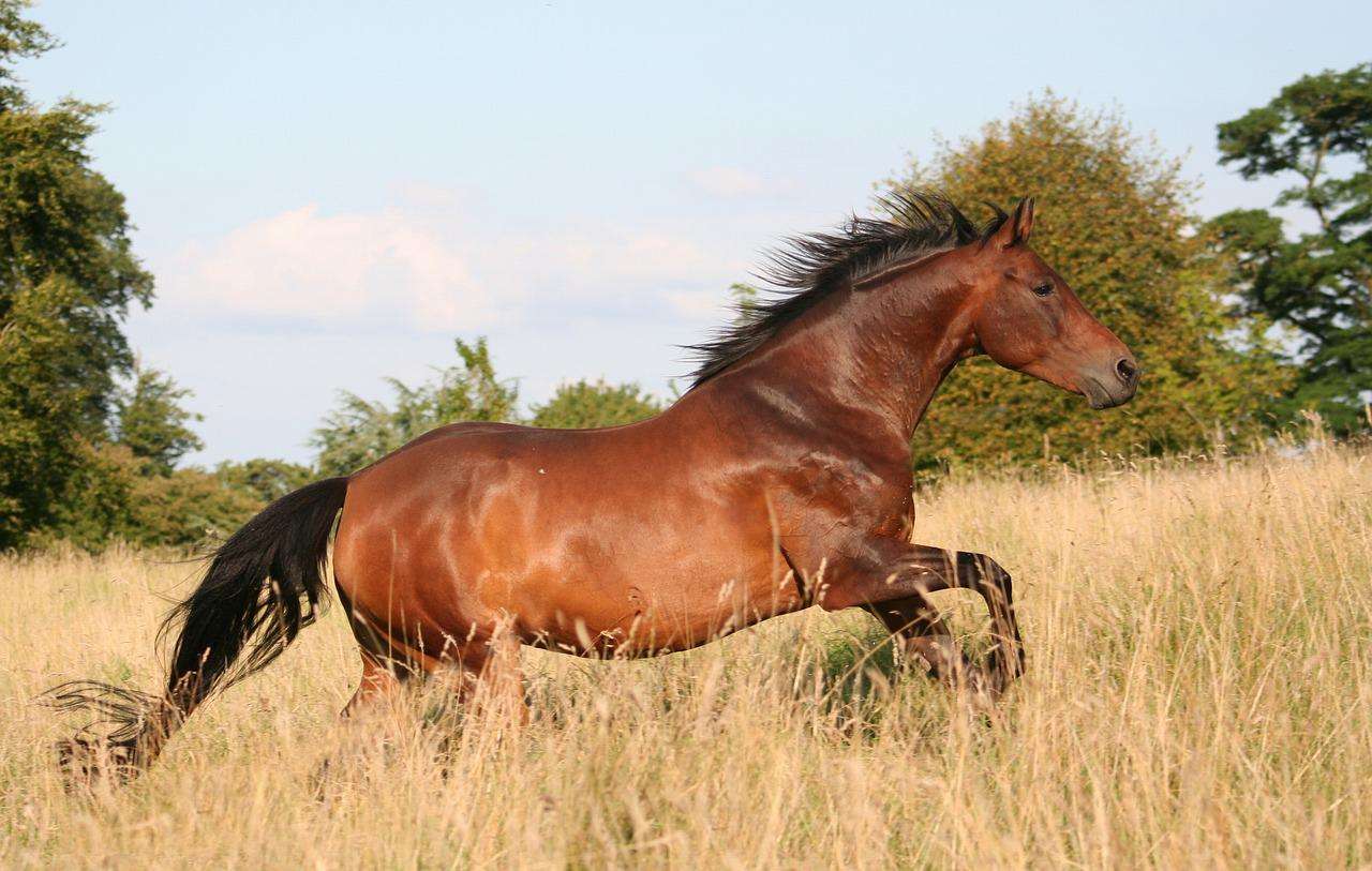 Konie zwierzęce puzzle online