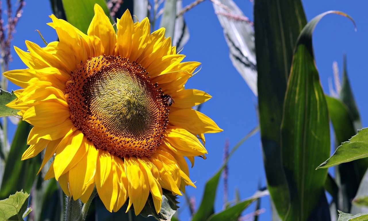 Słonecznik Pole Natura Lato Żółty Kwiat Kwiat puzzle online