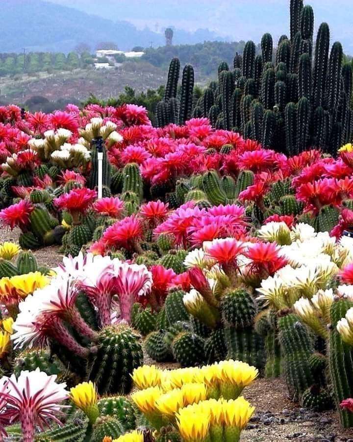 kwitnące kaktusy puzzle online