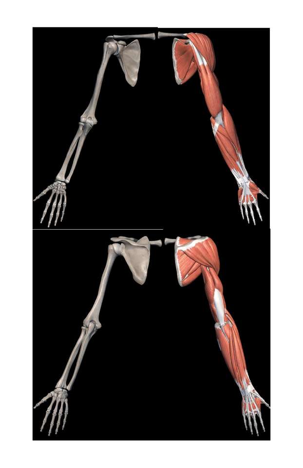 kości i mięśnie puzzle online