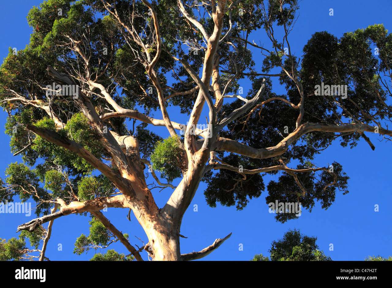 eukaliptus zachodnia australia puzzle online
