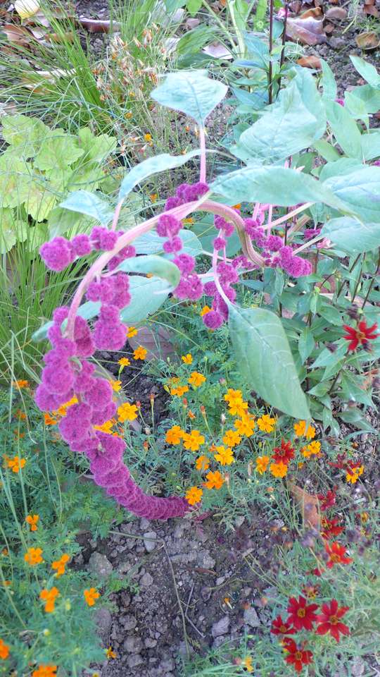 Kwiaty z mojego bretońskiego ogrodu puzzle online