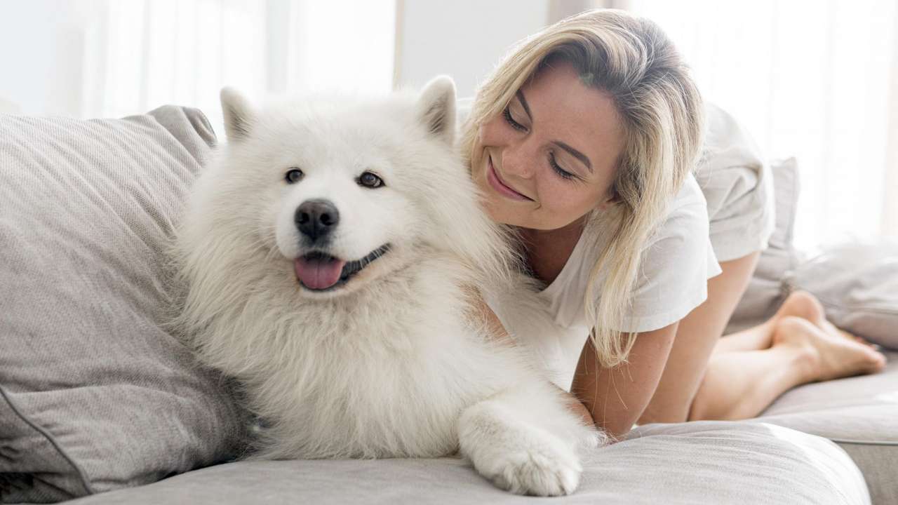 Samoyed i jego pani puzzle online