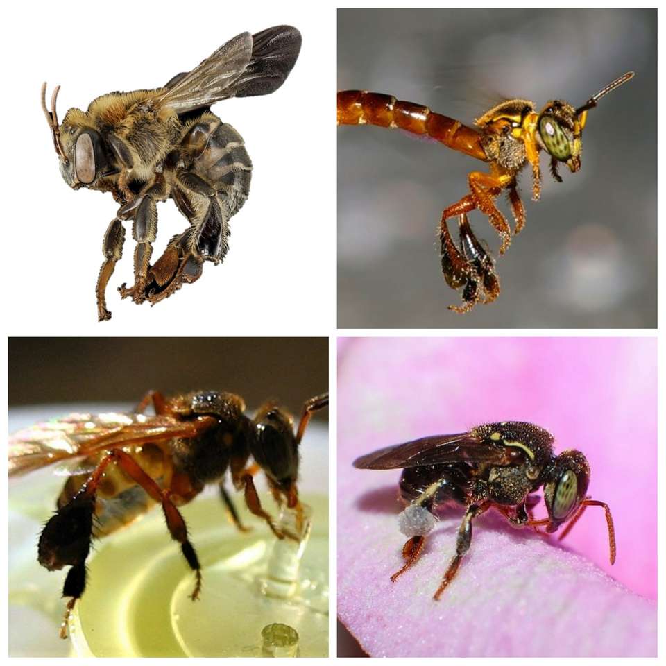 Pszczoła-układanka puzzle online