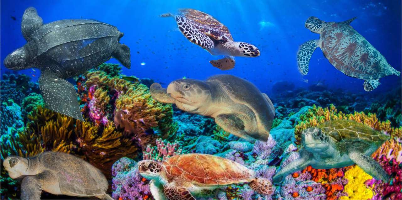 żółwie morskie puzzle online
