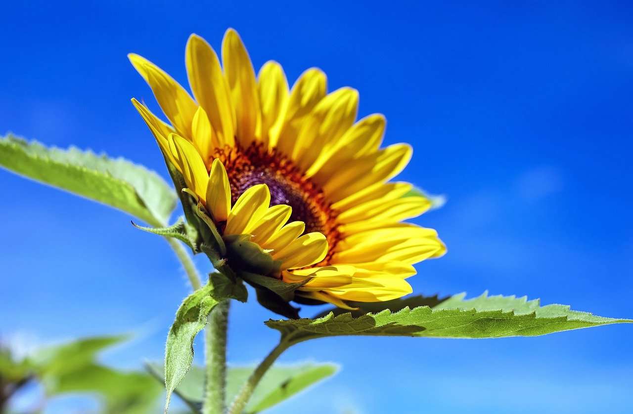 Kwiat słonecznika puzzle online