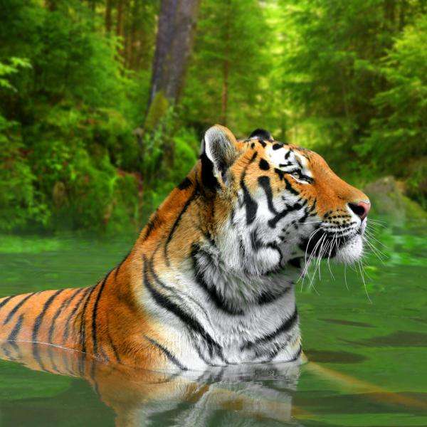 Nayeli Tygrysy puzzle online