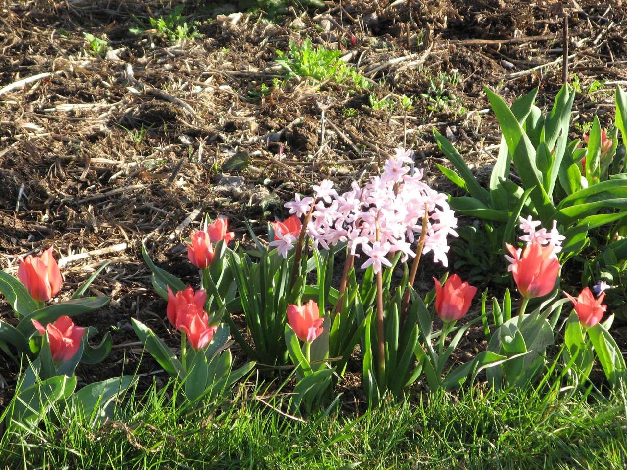 Wiosna, tulipany i hiacynty puzzle online