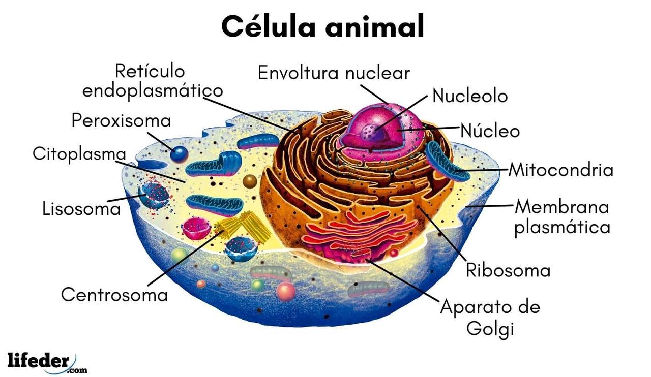 KOMÓRKA ZWIERZĘCA puzzle online