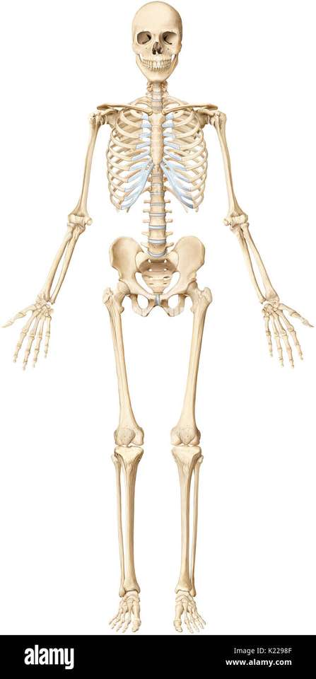 szkielet człowieka puzzle online