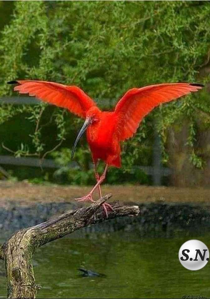 czerwony ibis puzzle online