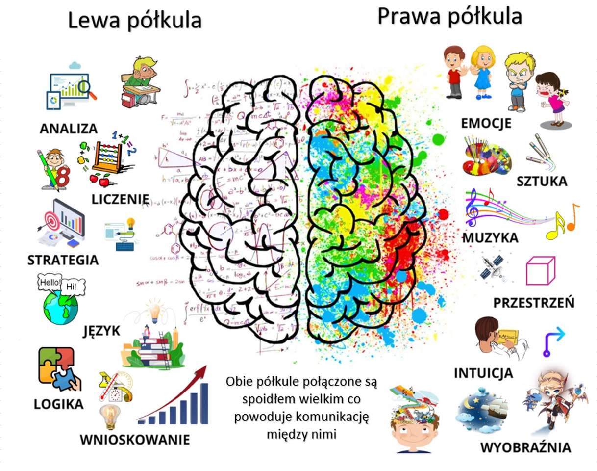 Mózg ludzki - schemat puzzle online