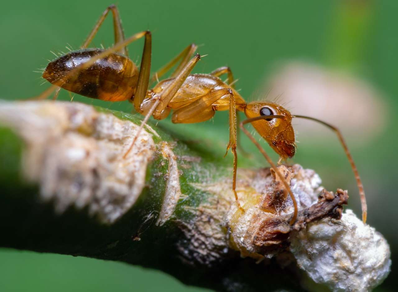 Mrówka Anoplolepis gracilipes puzzle online
