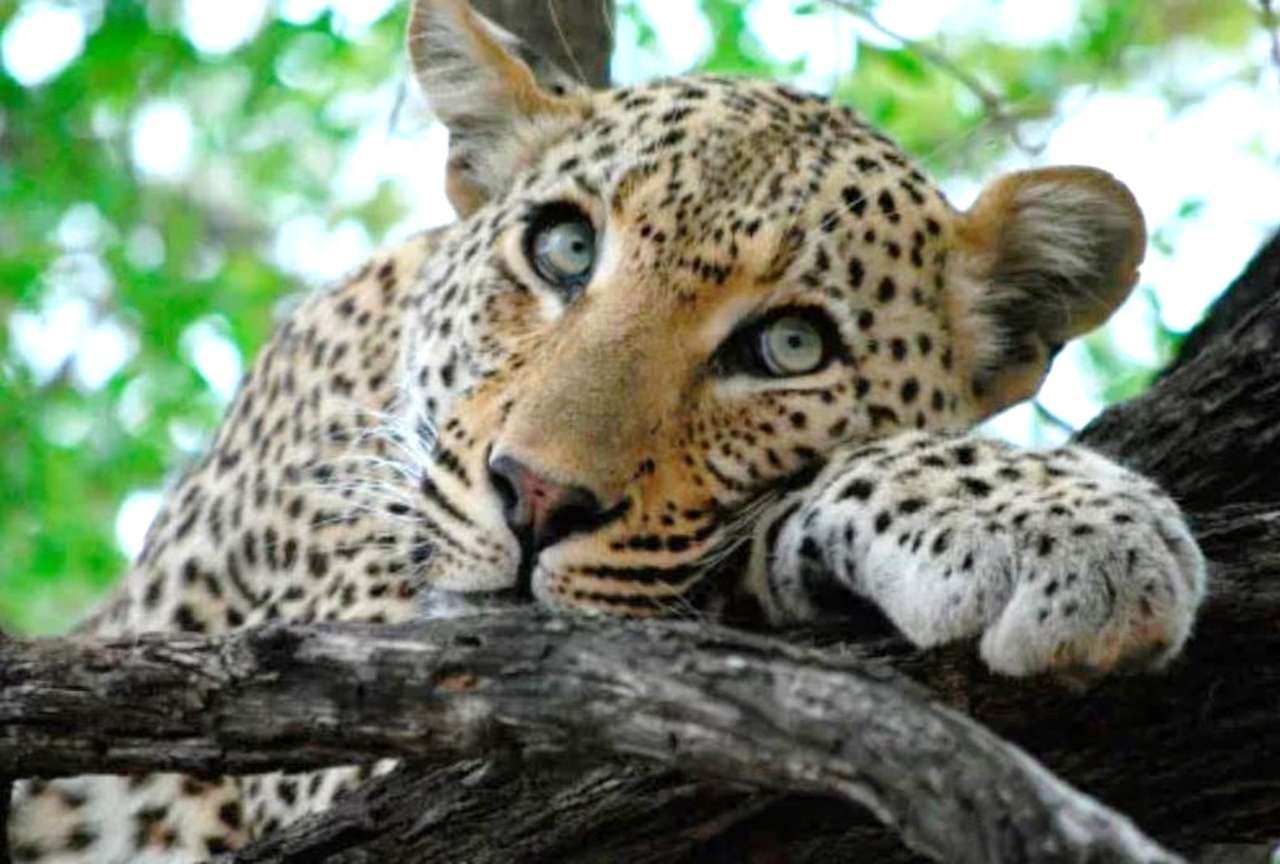 Lampart afrykański - dziki kot puzzle online
