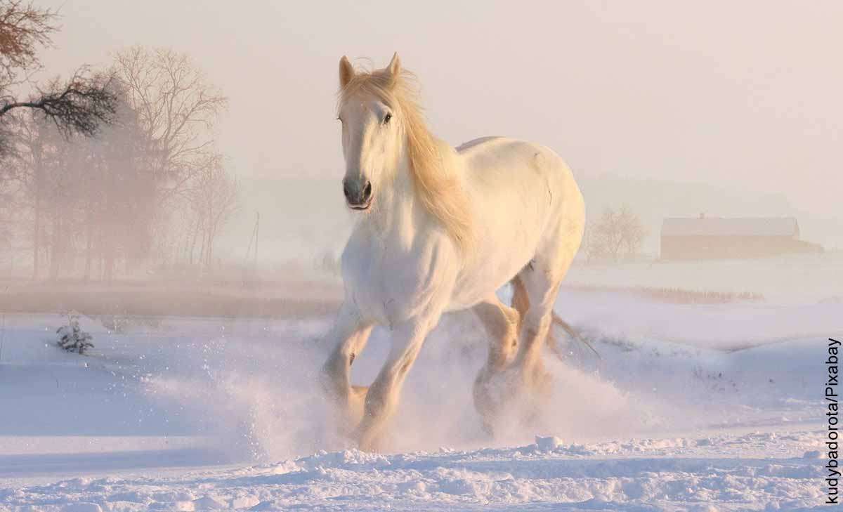 Biały koń na śniegu puzzle online