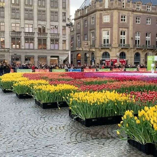 Tulipany w Amsterdamie puzzle online