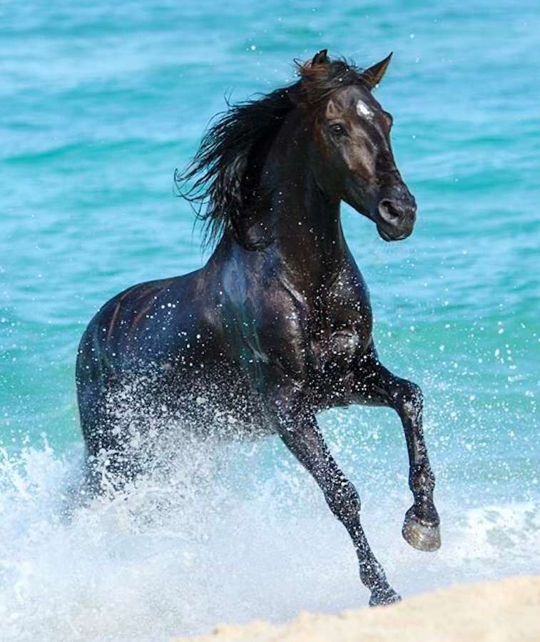 Piękny Kary koń na tle oceanu puzzle online