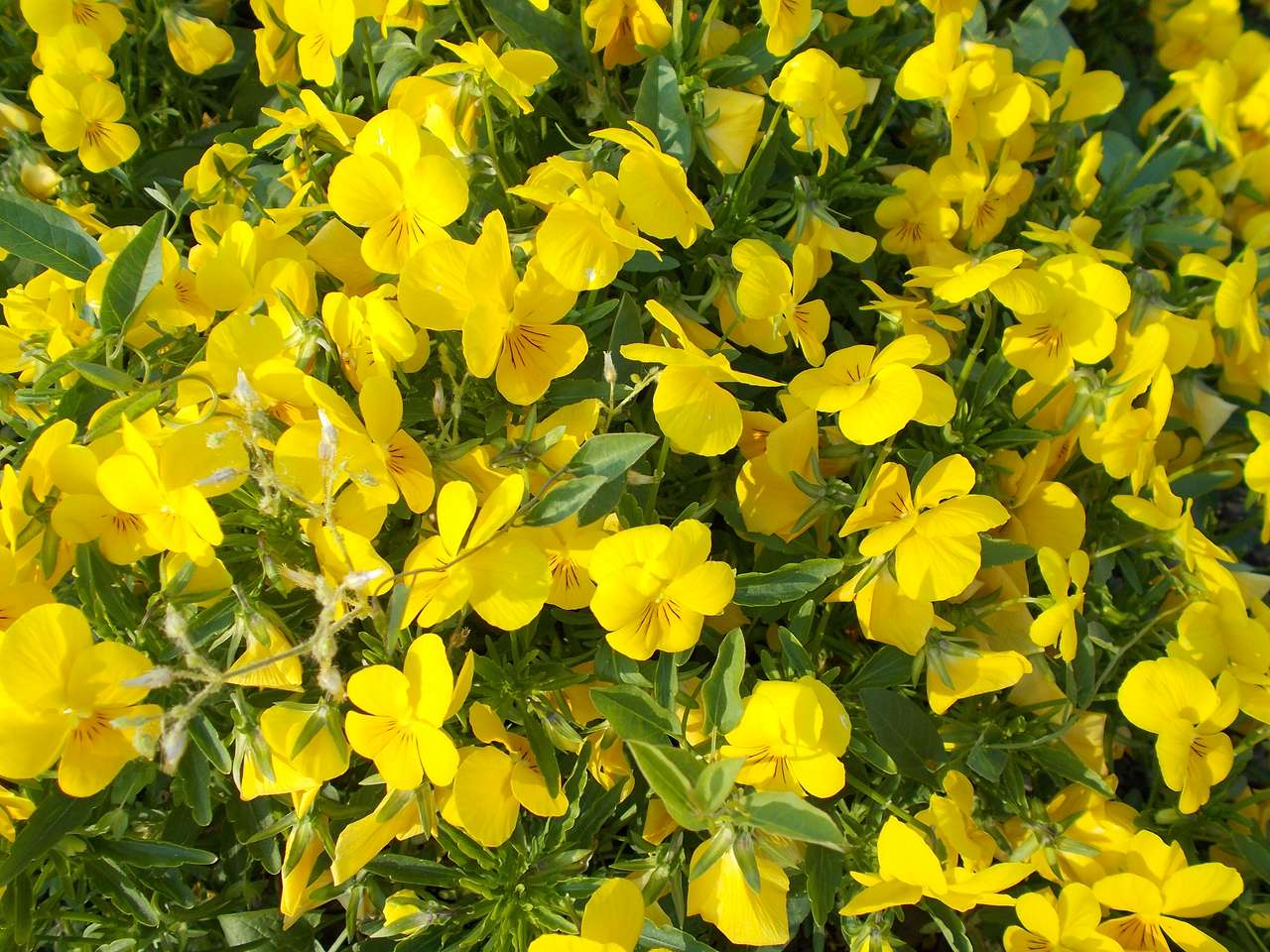 Żółty kwiat bratka puzzle online