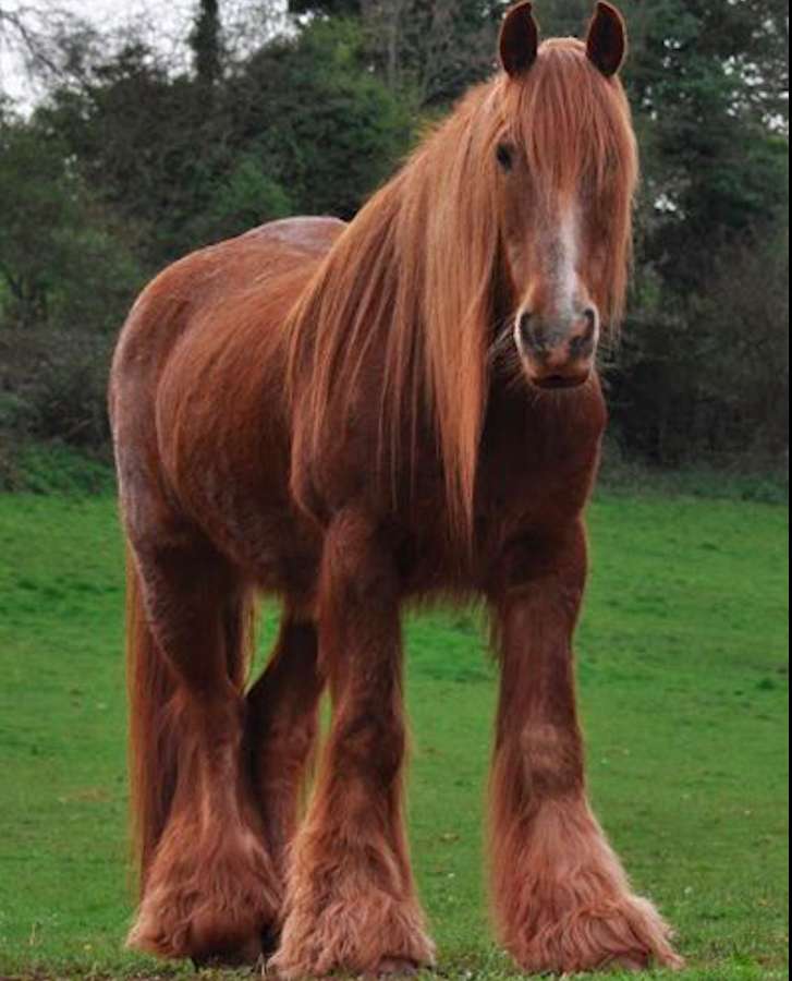 Przepiękny koń irlandzki puzzle online