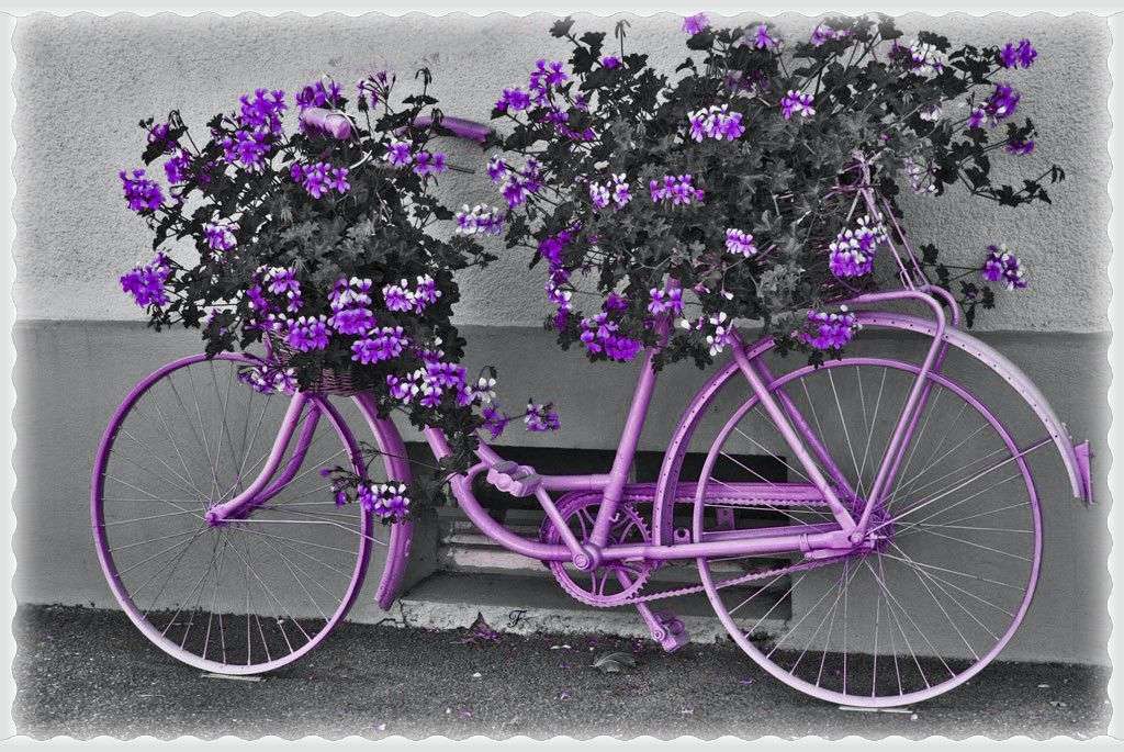 Fioletowy rower z werbeną puzzle online