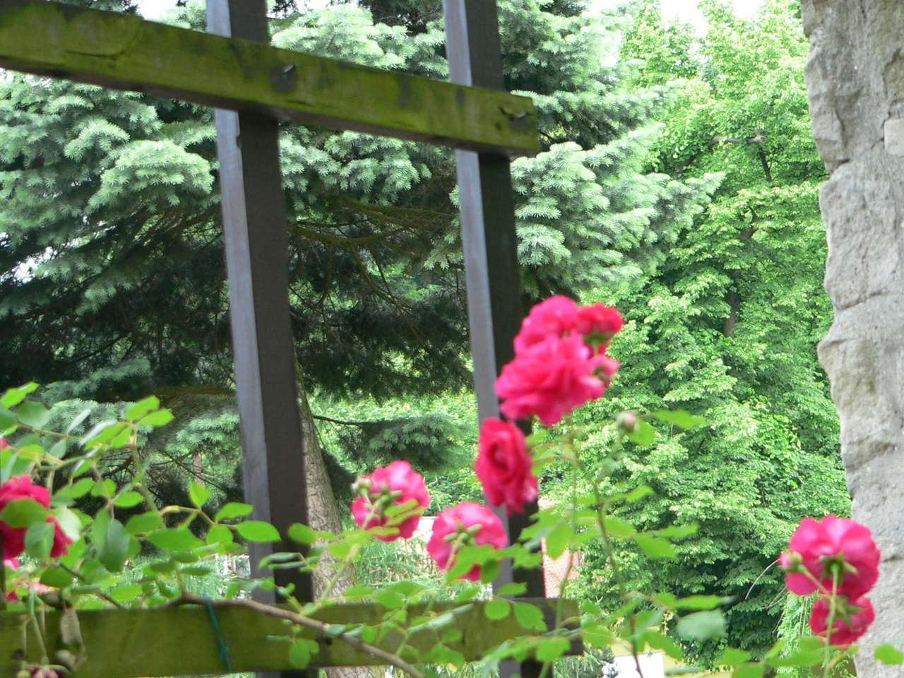 czerwone róże w parku puzzle online