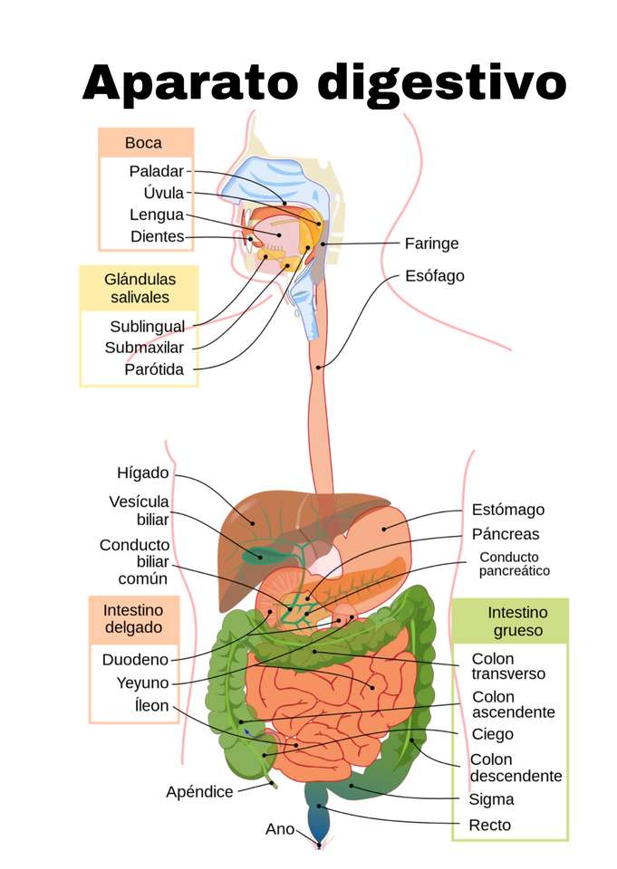 puzzle biologiczne puzzle online