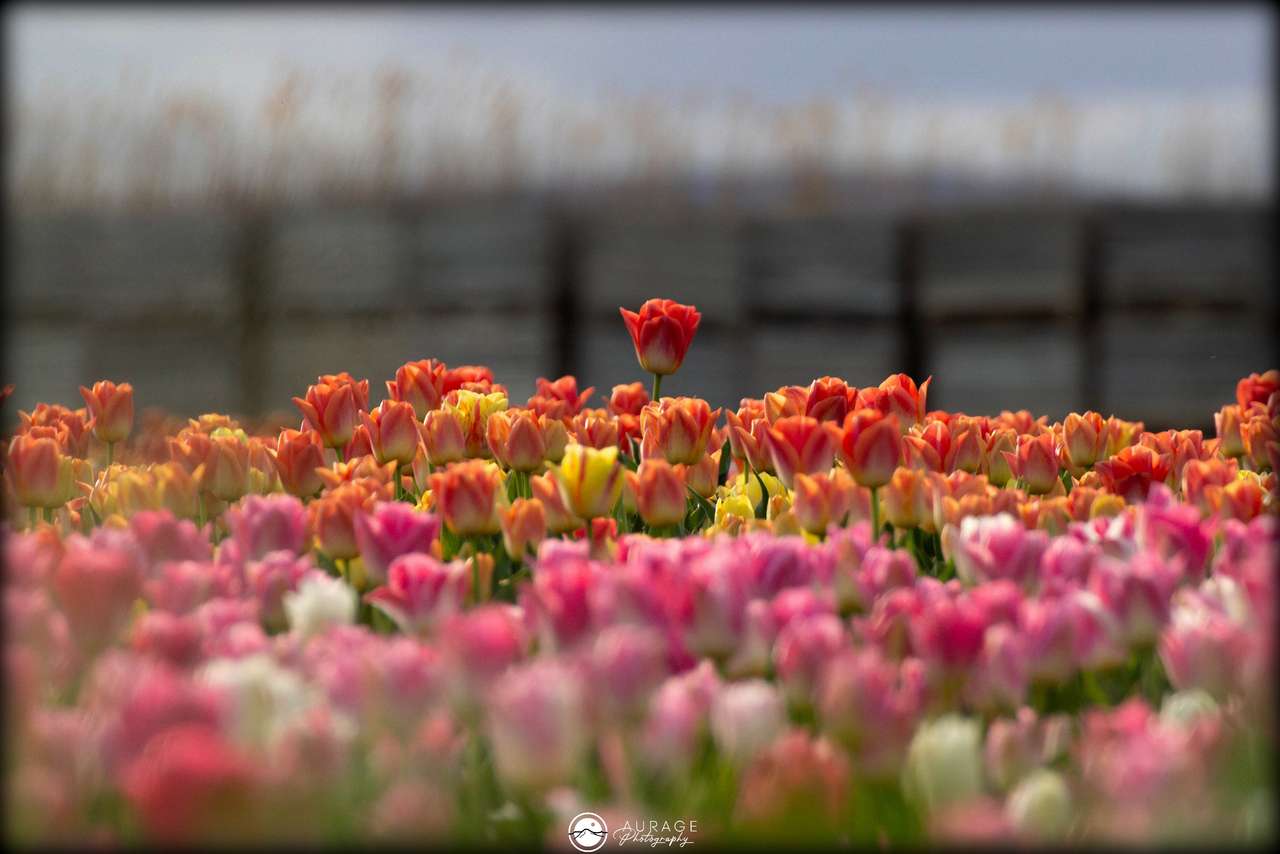 Tulipany w Prowansji puzzle online