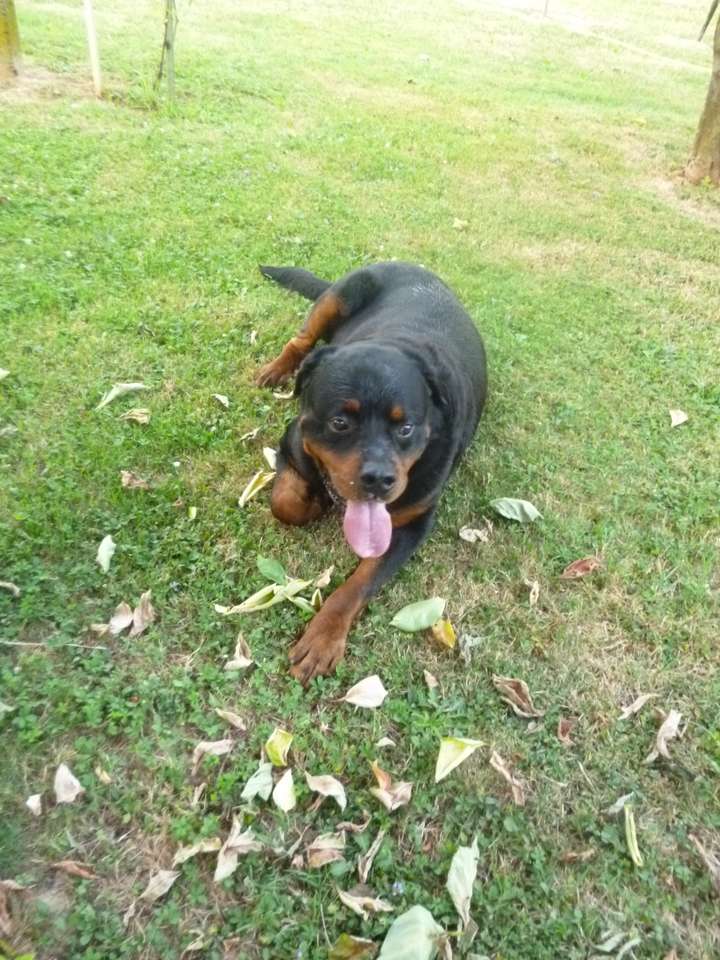 rottweiler puzzle online