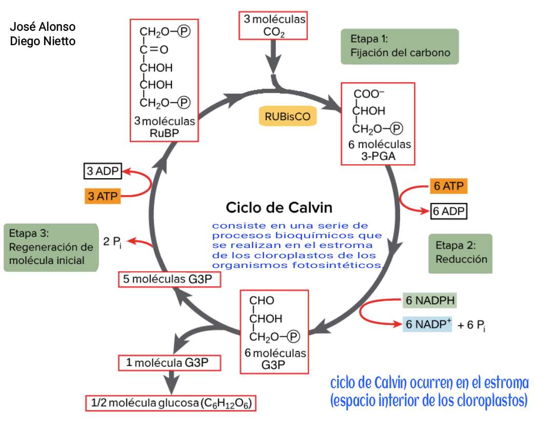 Cykl Calvina puzzle online