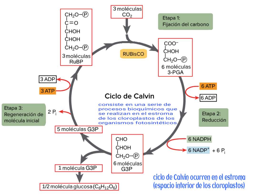 Układanka cyklu Calvin puzzle online