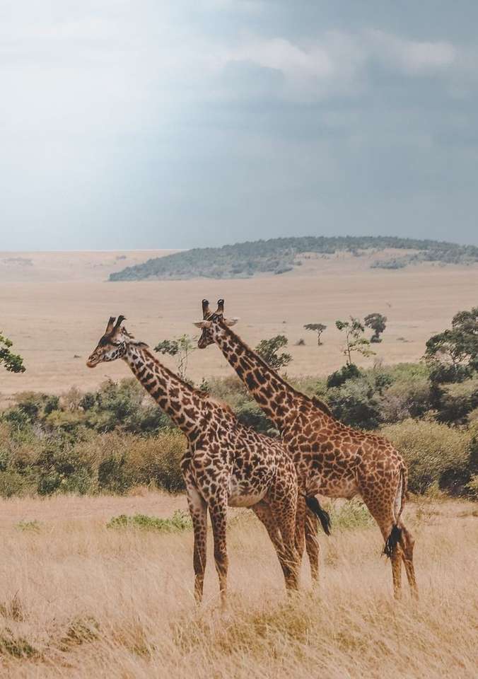 żyrafa afrykańska puzzle online