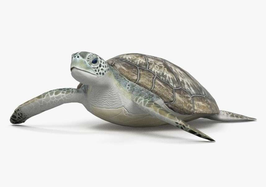 Żółw szylkretowy puzzle online