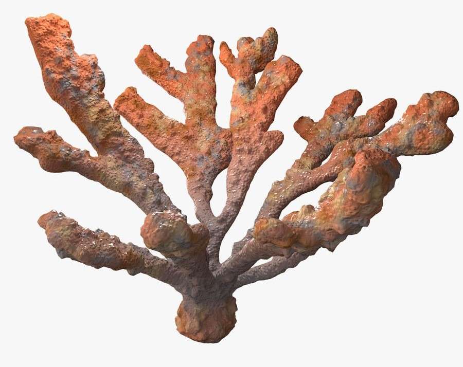 koralowa łamigłówka puzzle online