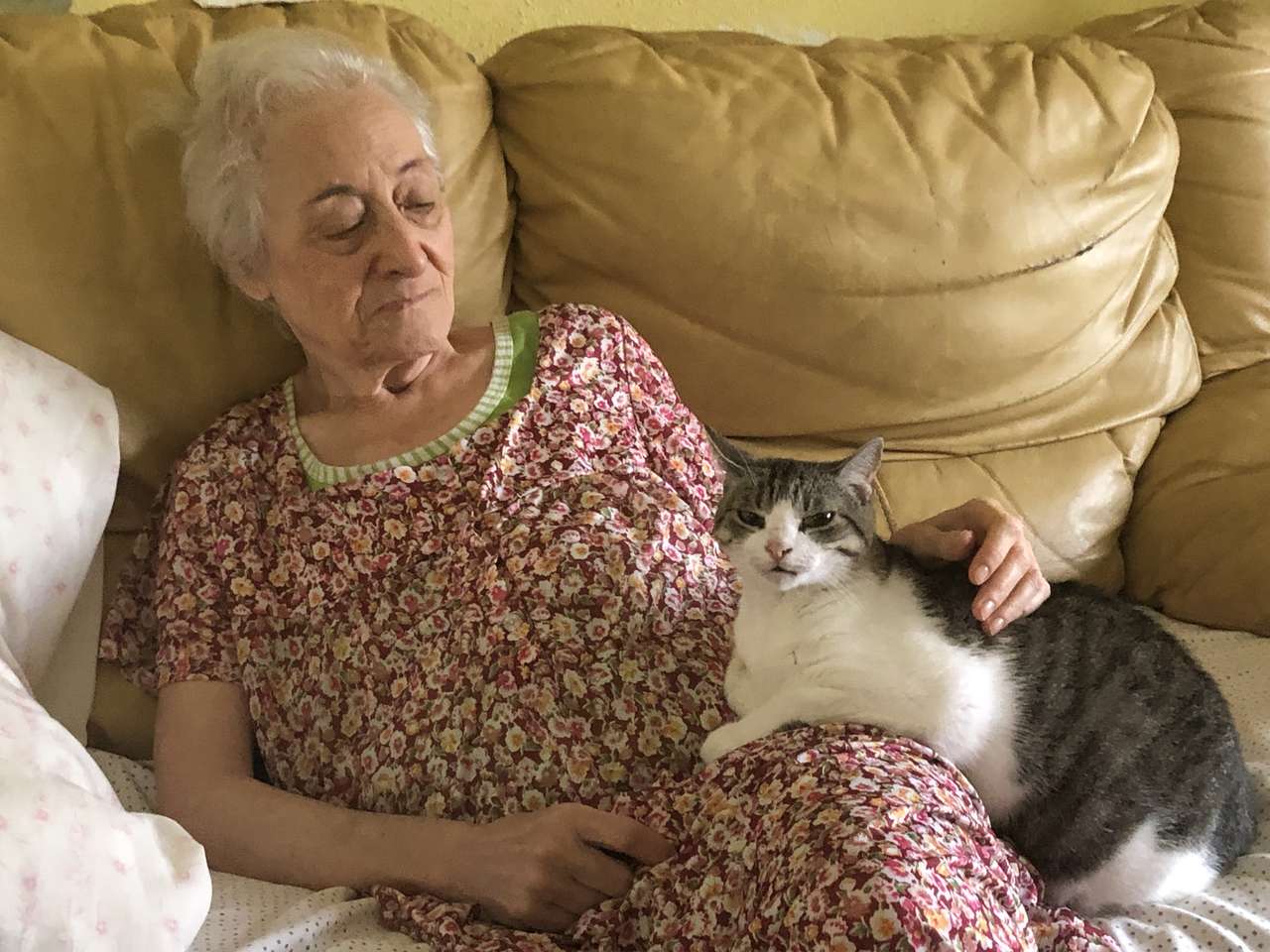 babcia z kotem na kanapie puzzle online