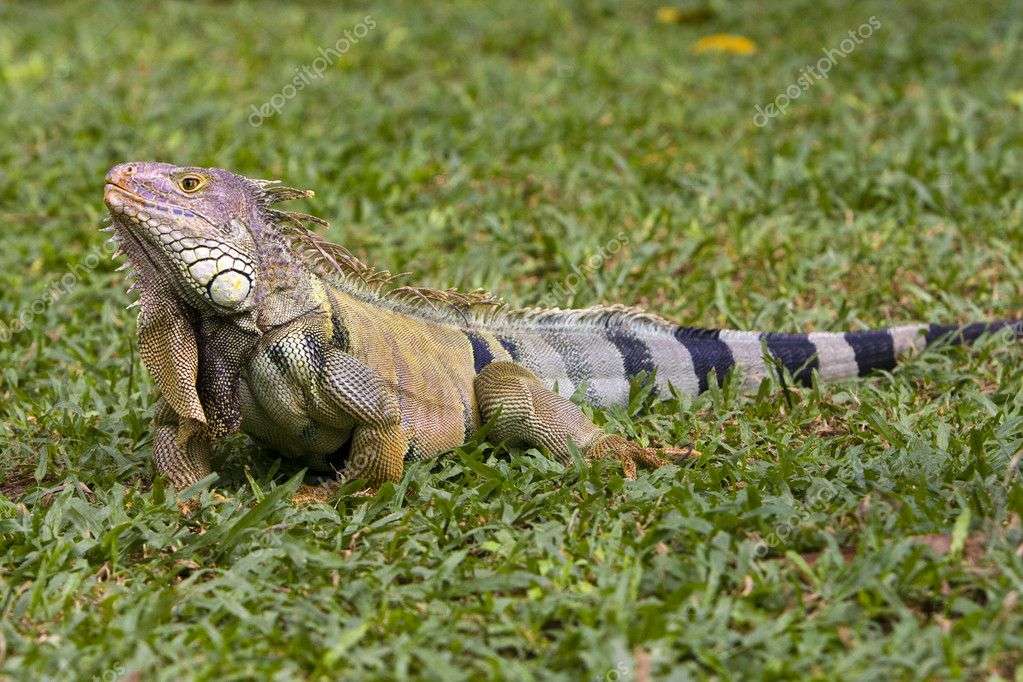 iguana w trawie puzzle online