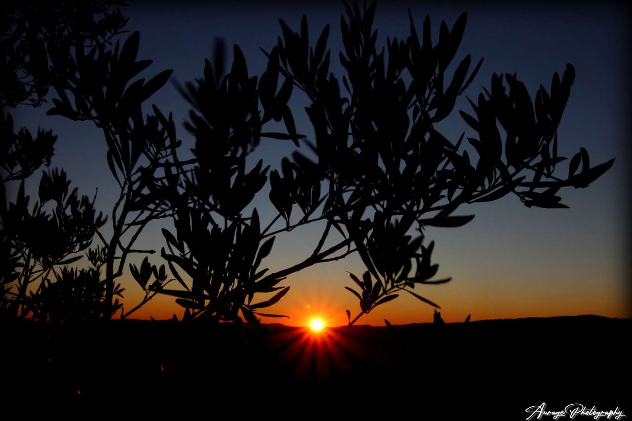Zonsondergang in de olijfbomen puzzel