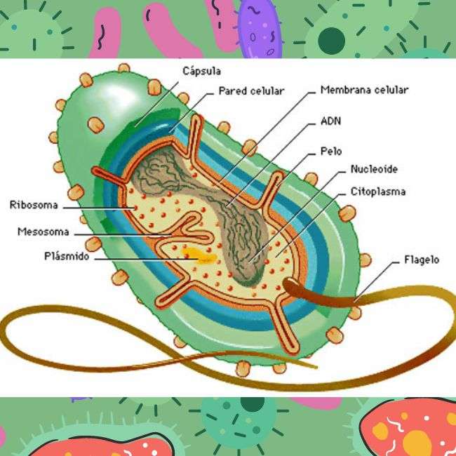 Bakterie - anatomia puzzle online