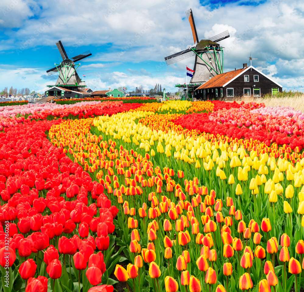 Pola tulipanów w Holandii puzzle online