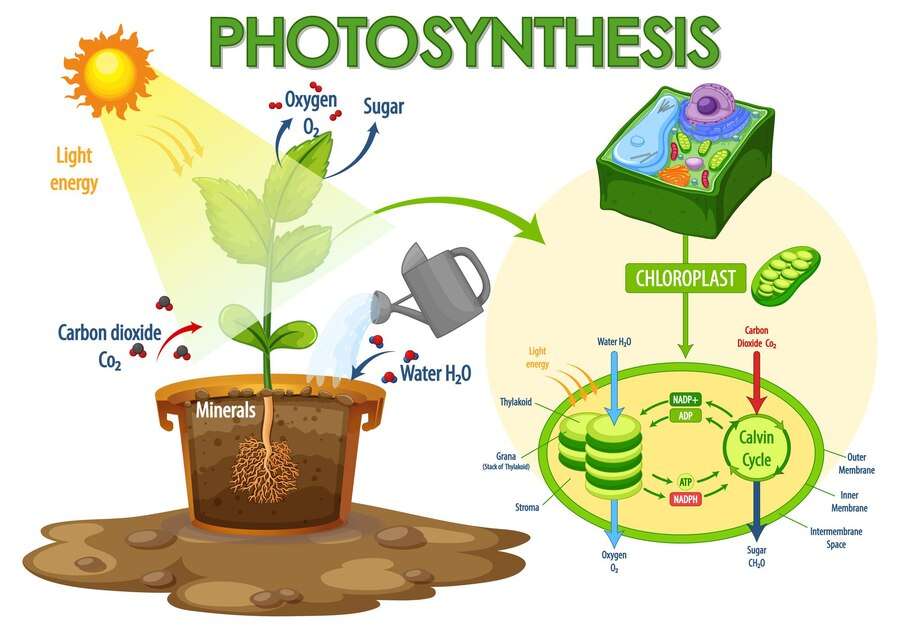 Fotosynteza puzzle online