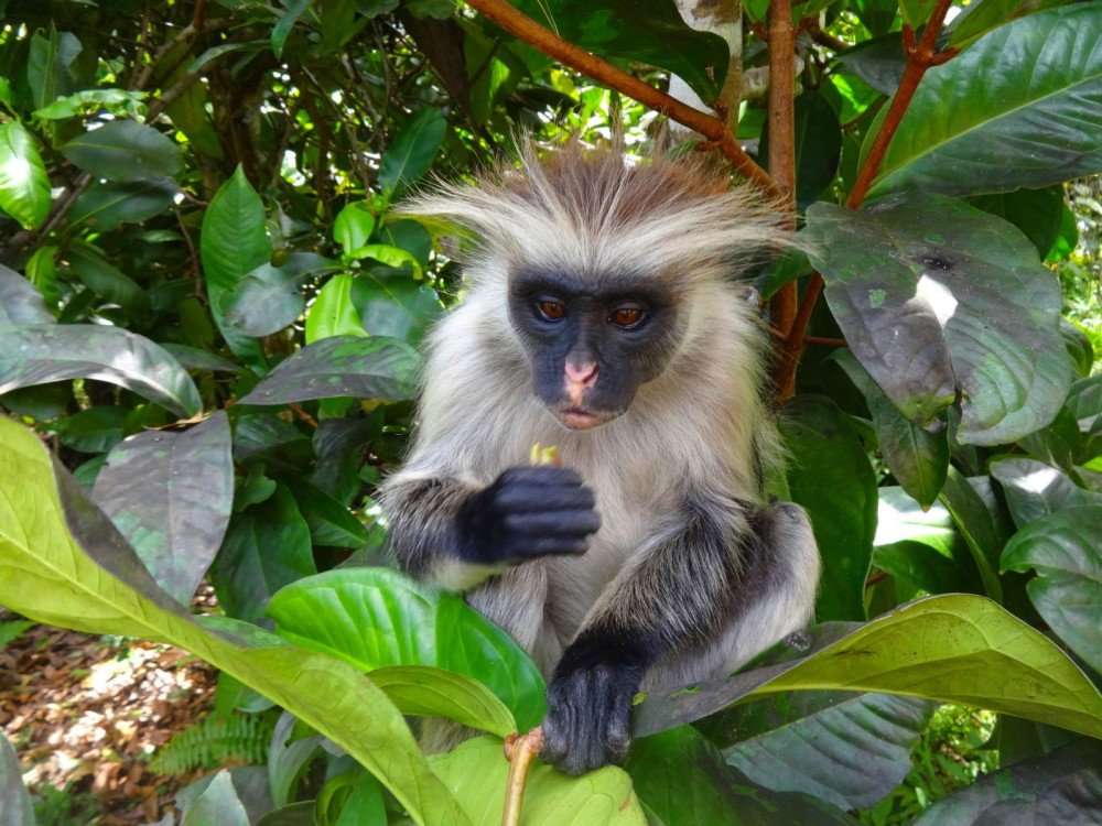 Małpa w Tanzanii puzzle online