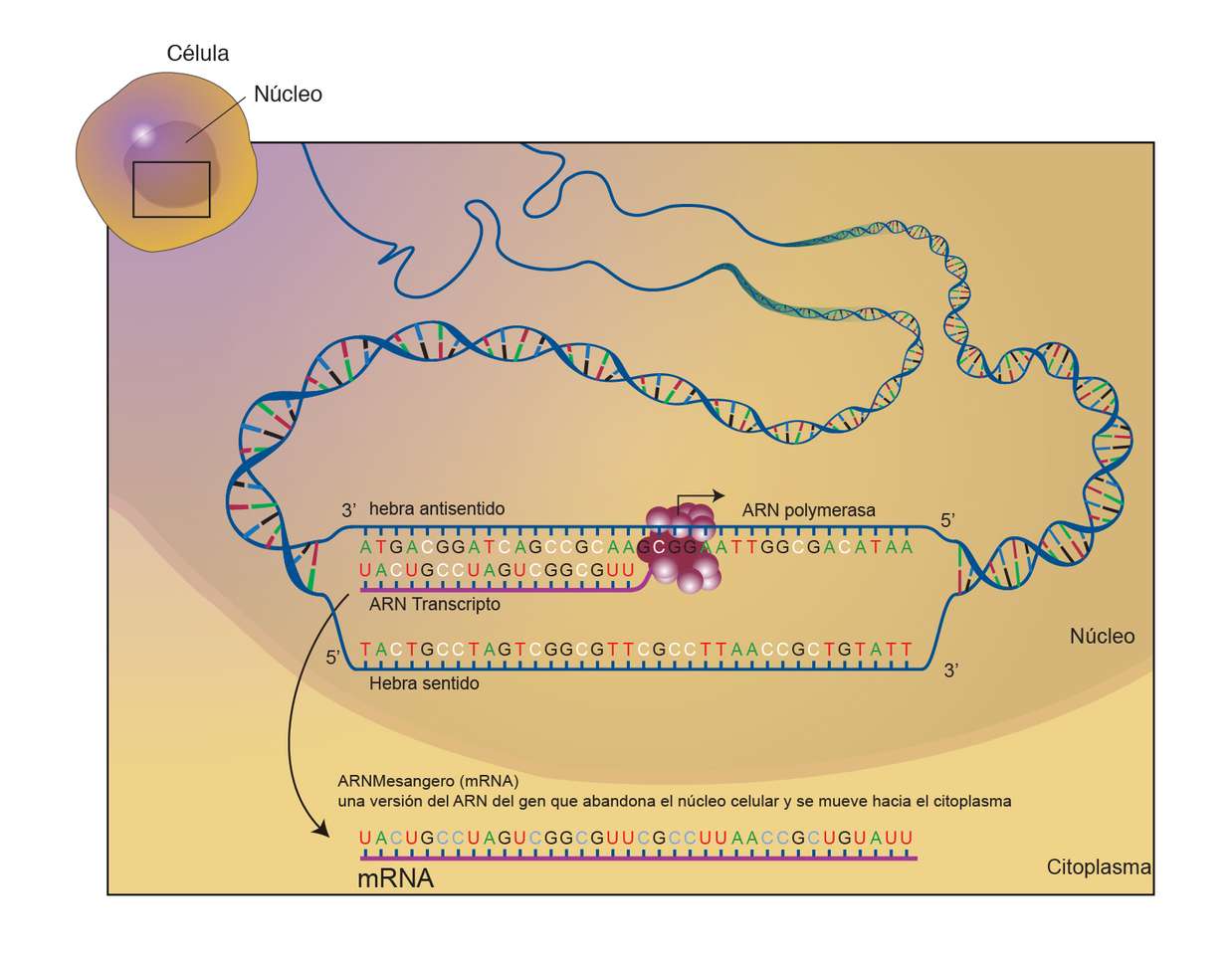 DZIEWIĄTA KLASA DNA puzzle online