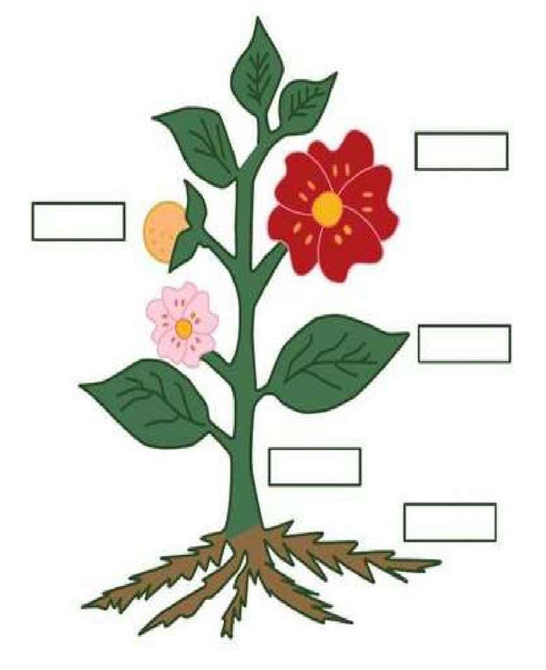 układanka roślinna puzzle online