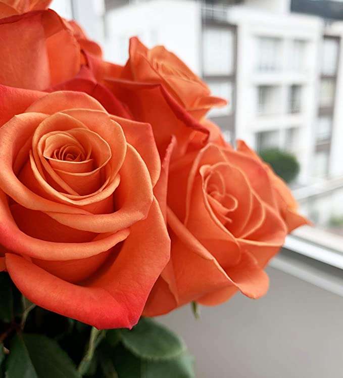 Pomarańczowe róże puzzle online