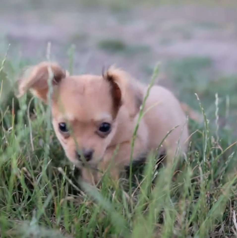 chihuahua puzzle online