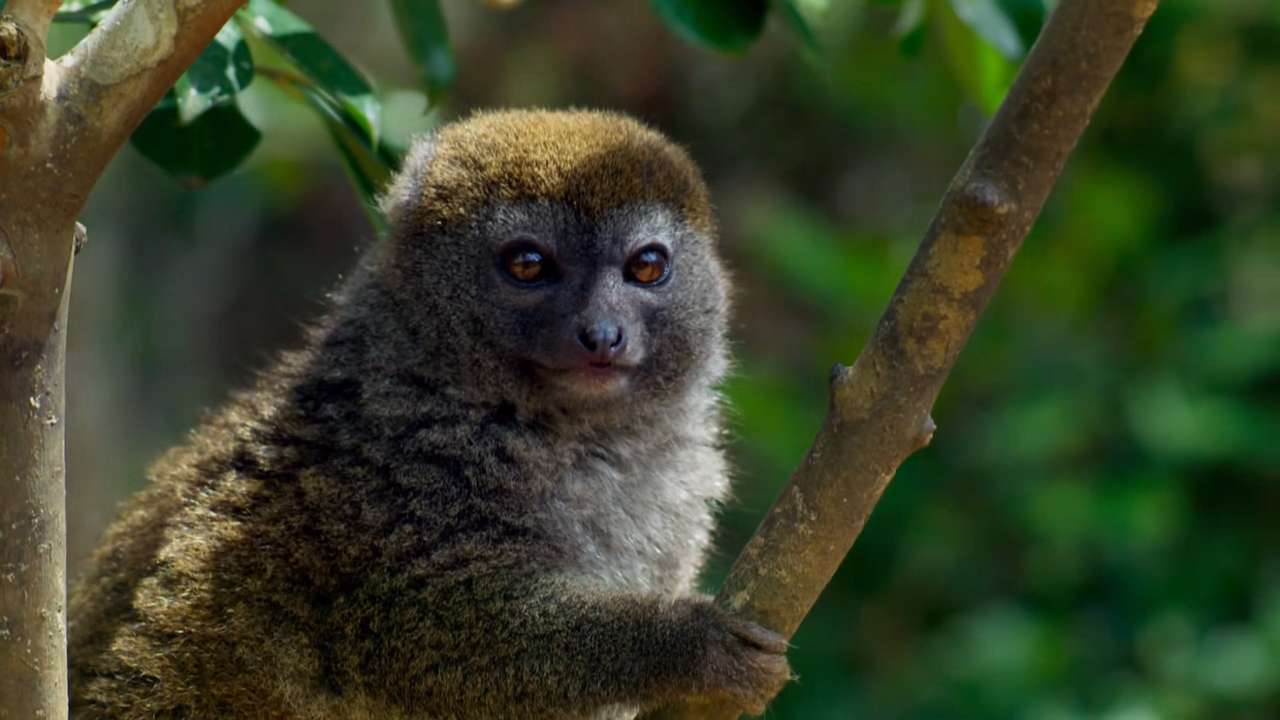 Szary lemur puzzle online
